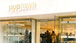 Puptown NYC Exposé | New York Pet Shop | A CAPS Undercover Investigation