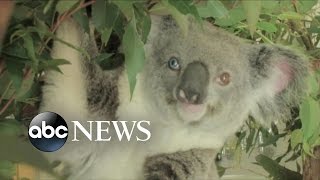 Koala With Different Colored Eyes Steals the Hearts of Australian Vets
