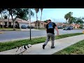 How to Train Puppy to Heel and Walk Next to You - Amstaff Puppy