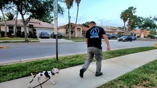 How to Train Puppy to Heel and Walk Next to You  Amstaff Puppy