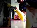 creative video photographer, carrying a banana