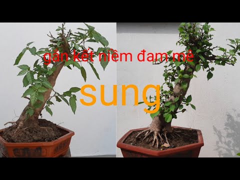 Video chơi sung nên biết .yếu tố cần thiết để nhanh ra quả. - youtube