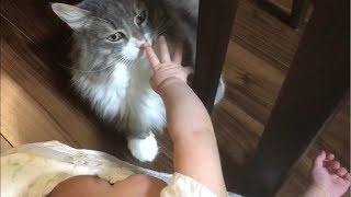 お風呂上がりの赤ちゃんに寄り添う猫 ノルウェージャンフォレストキャット Cat snuggles up after bath