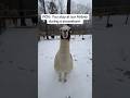 POV: Animal Airbnb During a Snow Storm thumbnail