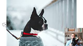 Boston Terrier. Temperament, price, facts, size, colors, food, care, history