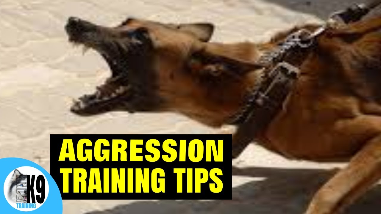 How To Train A Dog Aggressive Dog 2021 | Part 2, How To Get Your Dog To ...