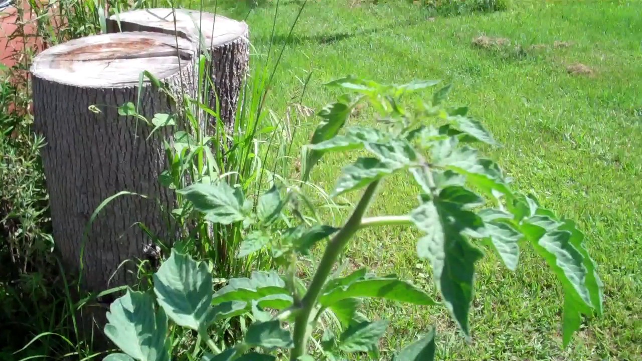 Roma Tomato I Stuck In A Pot Of Potting Soil & Horse Manure YouTube