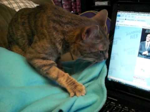 Cat Licking My Blanket Youtube