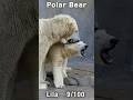 いい加減にしなさい！元気過ぎるこぐまに教育する母ララ #ホッキョクグマ #polarbear #shorts
