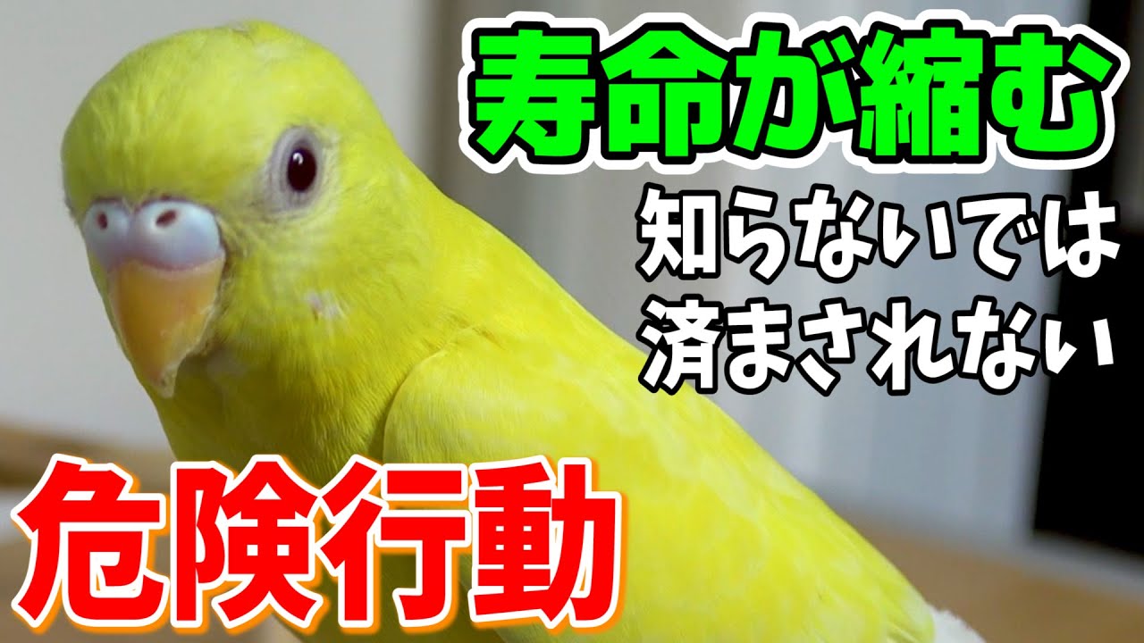 セキセイ インコ 寿命