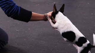 How to Teach Your Dog to Say Prayers | Dog Tricks