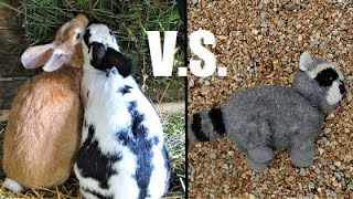Our Rabbit Colony is NOT Predator Proof | Our Secret to Easily Keeping Predators Away