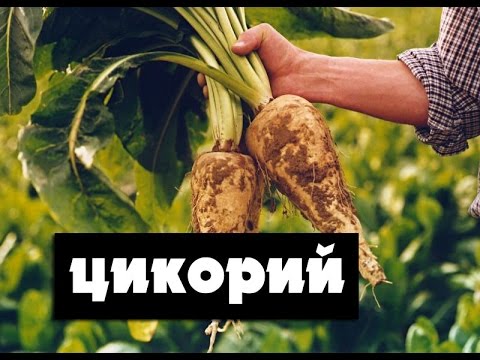 Как вырастить цикорий