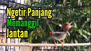 PRENJAK BETINA [ Masteran Prenjak Betina Gacor Istimewa Suara Jernih Memanggil Prenjak Jantan ].