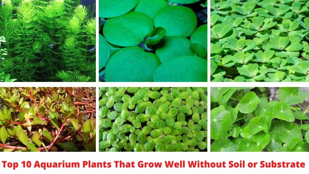 Top 10 Aquarium Plants That Grow Well Without Soil or Substrate YouTube