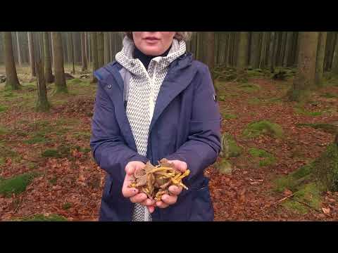 Video: Hur snabbt växer pinon tallar?