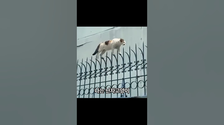 고양이 입양 후 첫 출근 vlog