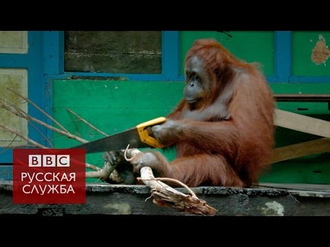 Video: Семиз Малайзиялык Орангутан Диета коёт