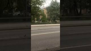 Badass Swedish Squirrel Crossing The Streets Like A King