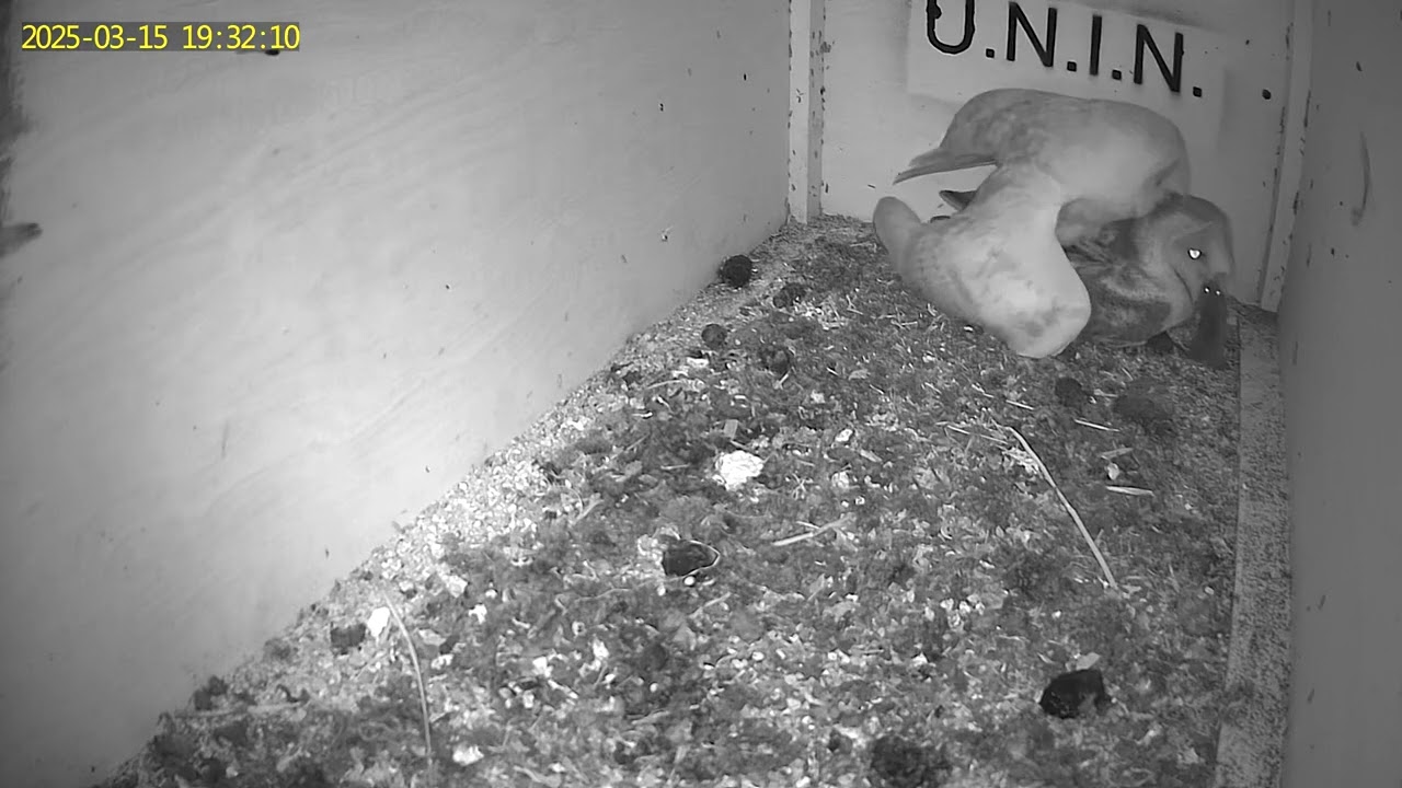 Sirio delivers 4 preys to Astra - 5th EGG -  |MCBI Project UNIN-Univeristy of Nature