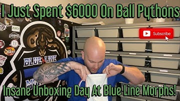 Unboxing $6000 Dollars Worth Of Ball Pythons! Blue Line Morphs Biggest Unboxing Video Yet!