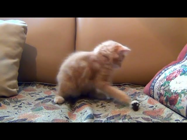 Little kitten playing his toy   #kitten #cat #playingsolo #cutecat class=