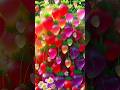 easy and fast techniques for propagating and growing strawberry trees #garden #fruit