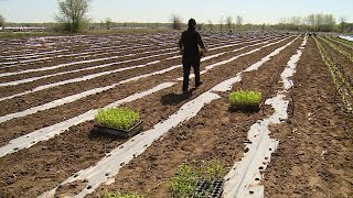Среднеахтубинские фермеры поделились секретами выращивания арбузов