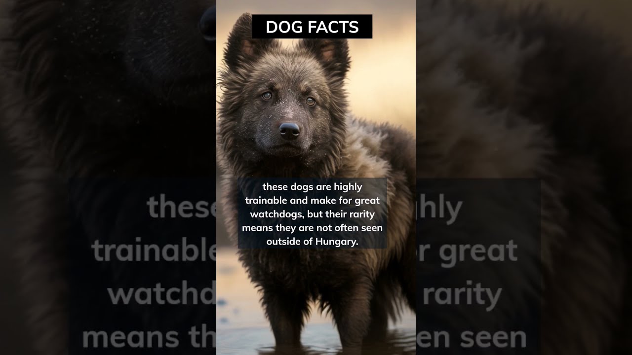 What Are The Characteristics Of Mudi And Why They Considered Good Watchdogs Shorts Dog