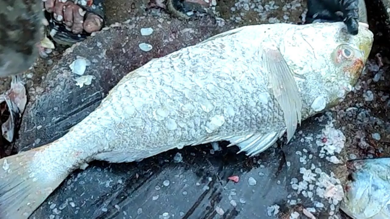 Javelin Grunter Dhothar Fish Cutting And Information Video Fish Market javelin-grunter-dhothar-fish-cutting-and-information-video-fish-market