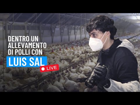 LIVE Luis Sal e Animal Equality in un allevamento intensivo di polli: cosa è successo?