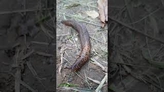 5 Giant Leopard Slug Facts You Never Knew