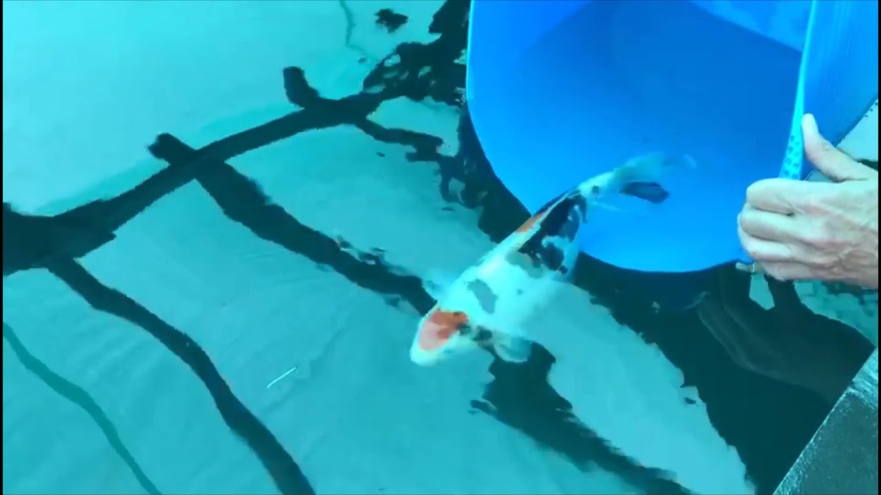 Новый пруд с карпами в Телфорде, часть 24 — Рыба в новом пруду!