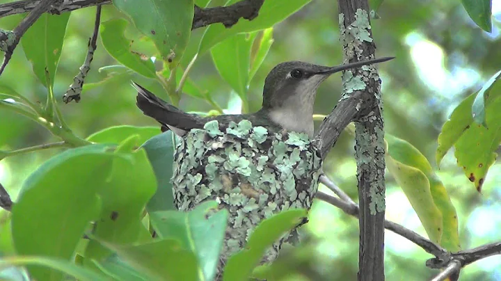 humming bird 2.m2ts