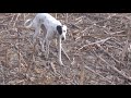 GALGOS DE ERIC 2018 SEGUNDA PARTE