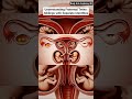 How fraternal twins are formed | Gut Health| Body Arts Anatomy 3D