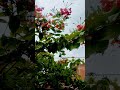 deewani Main deewani 💞 #nature