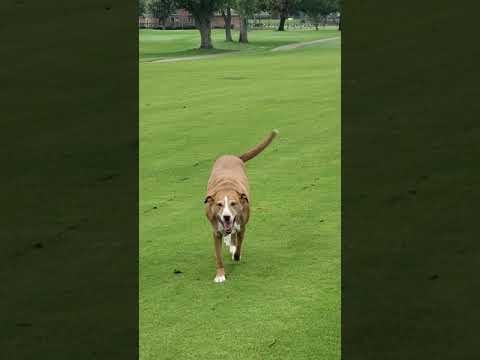 Gracie the Golf Course Dog