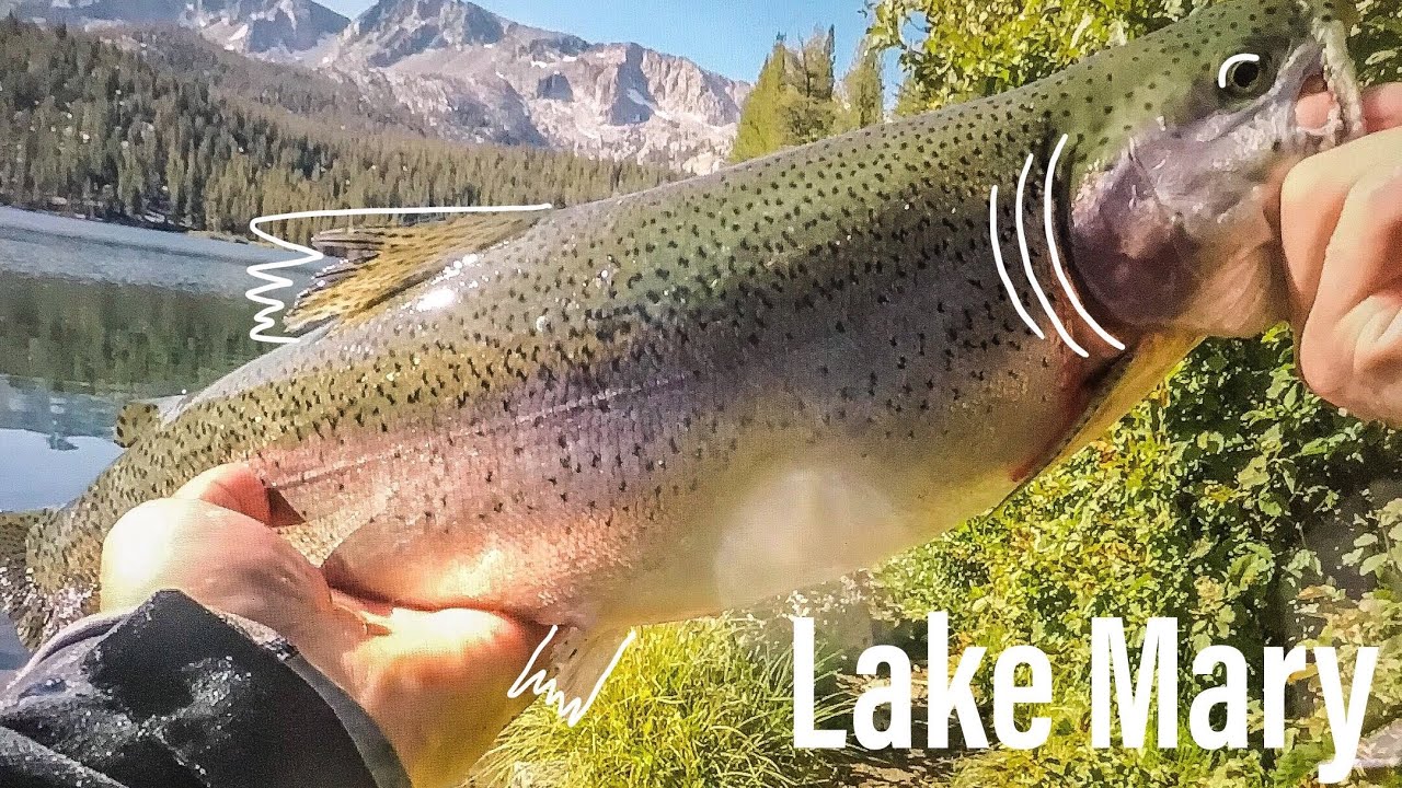 Lake Mary fishing! Big Fish! YouTube