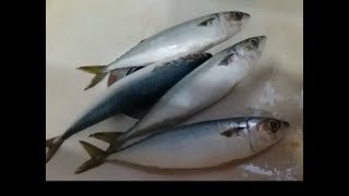 fry chub mackerel