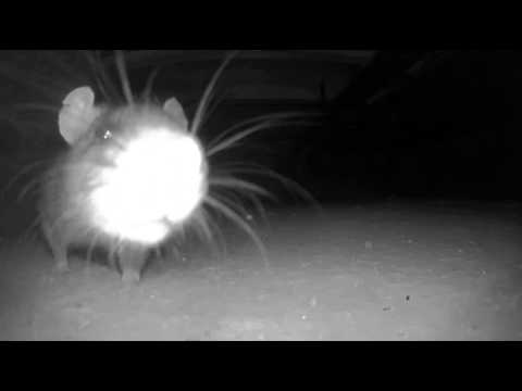 Video: Hvad Er Svangerskabsalderen Hos Rotter