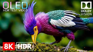 Best Dolby Vision HDR | Amazing Animals & Nature Video in 16K Video ULTRA HD (8K/4K Video TV)