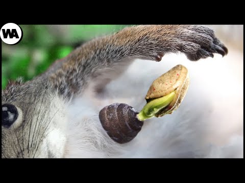 Vidéo: Ce Chipmunk sauvé découvrant des feuilles fraîches est tout