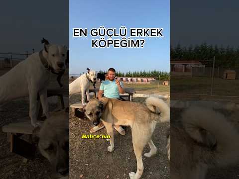 EN GÜÇLÜ KÖPEĞİM HANGİSİ?