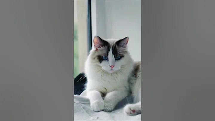 Video 11444111: cat beautiful blue eyes, fluffy cat, cat cute beautiful