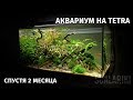 Мой аквариум на Tetra спустя два месяца. Последнее видео 2018