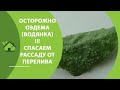 ЧТО ЗА ПУПЫРЫШКИ НА ЛИСТЬЯХ РАССАДЫ? / СПАСАЕМ РАССАДУ ОТ ОЭДЕМЫ (ВОДЯНКИ)