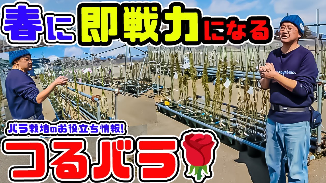 春に即戦力になる!つるバラ】についてお話しします【高木大輔さん