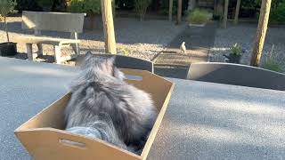 Midas The Persian Cat talking to pigeon by Midas The Persian Cat 329 views 1 year ago 45 seconds