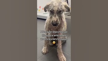 DONATIONS ARE ACCEPTED THROUGH PAYPAL LINK IN THE BIO PLEASE CONSIDER DONATING ANY AMOUNT TO HELP